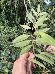 Eugenia pyriformis, photograph (c) Lorella, some rights reserved (CC BY-SA)