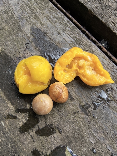 Eugenia pyriformis, photograph 3