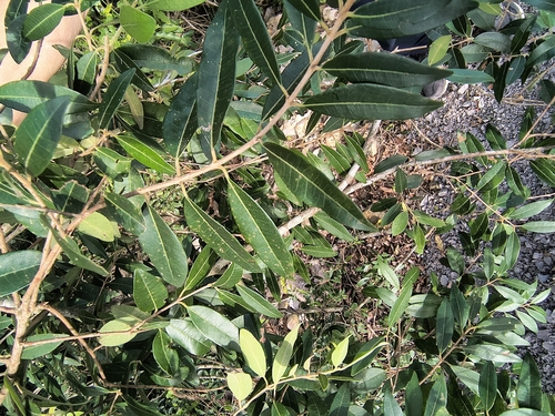 Eugenia pyriformis, photograph 5