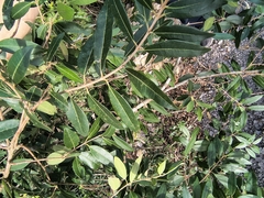 Eugenia pyriformis, photograph (c) Lorella, some rights reserved (CC BY-SA)