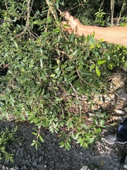 Eugenia pyriformis, photograph (c) Lorella, some rights reserved (CC BY-SA)
