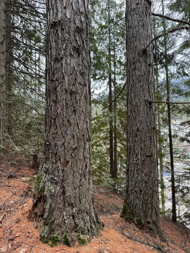 Western larch