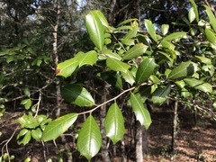 Ilex opaca arenicola