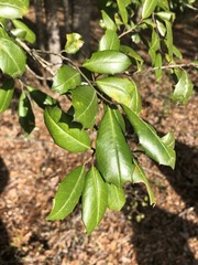 Ilex opaca arenicola