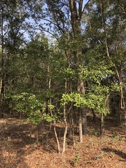 Ilex opaca arenicola