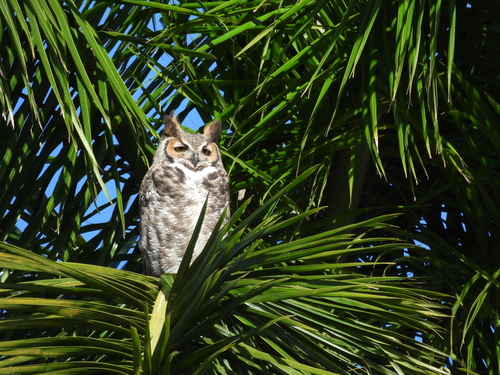 View observation of {o.common_name} on iNaturalist