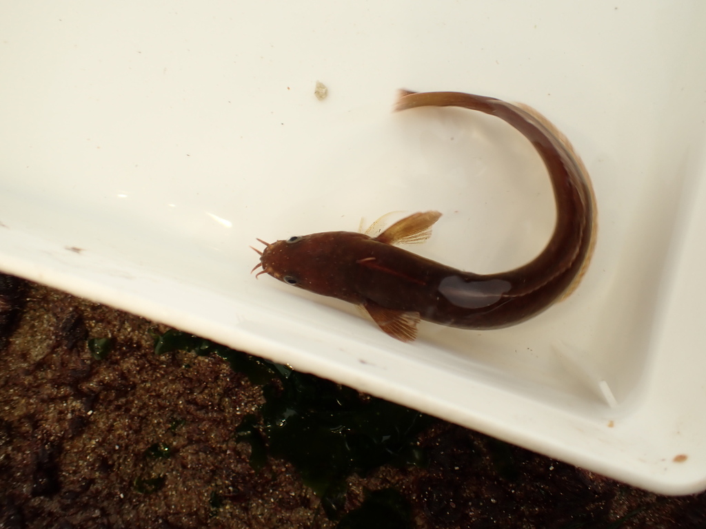 Fivebeard rockling (Ciliata mustela) — Lotidae