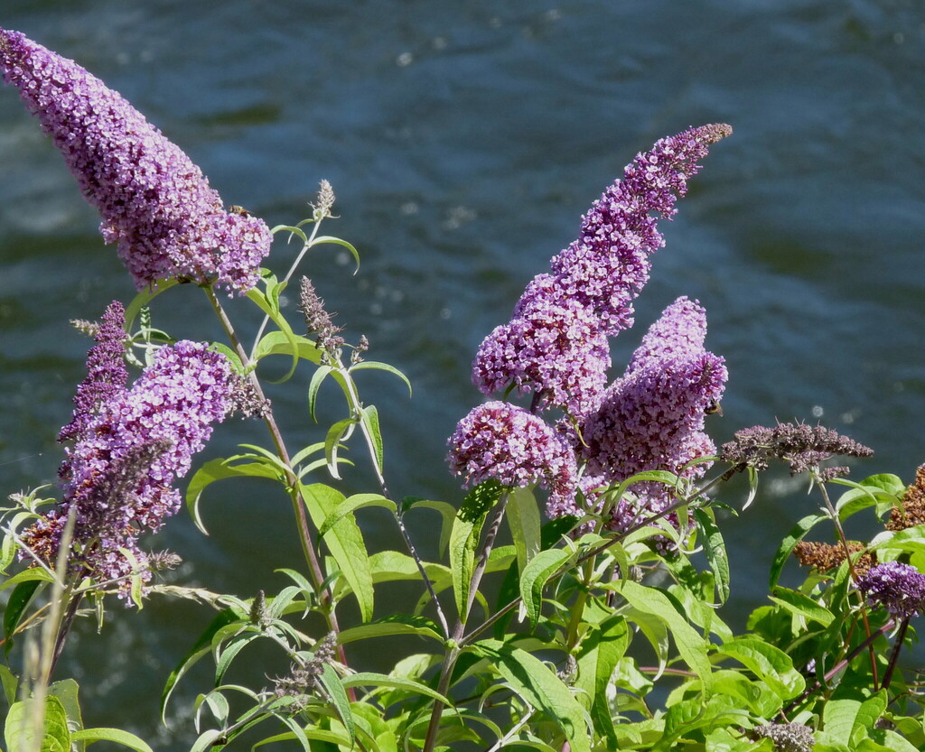 Buddleja davidii Franch. image