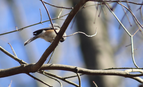 Tufted Titmouse