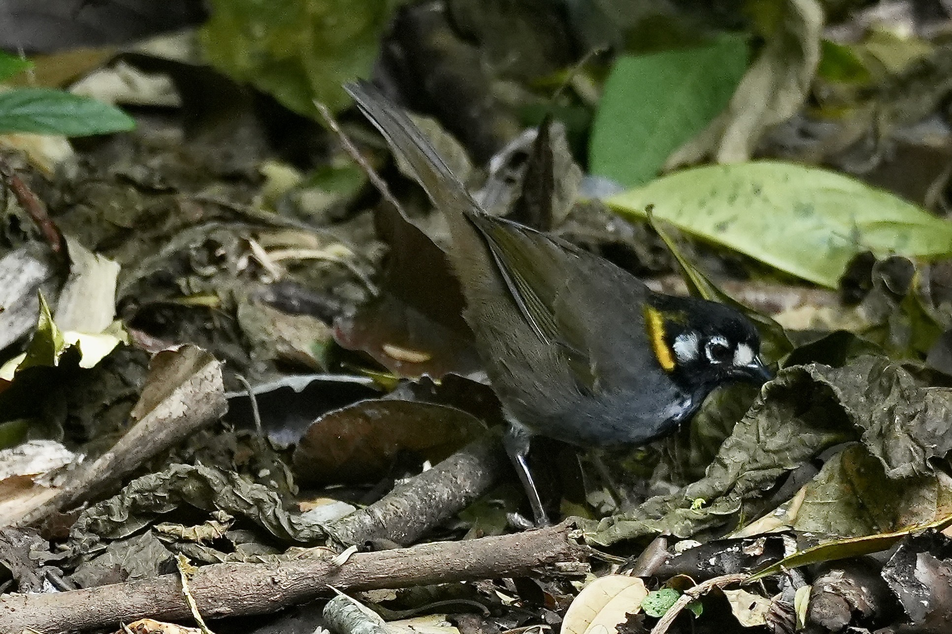 White-eared Ground Sparrow (Melozone leucotis), photo 1