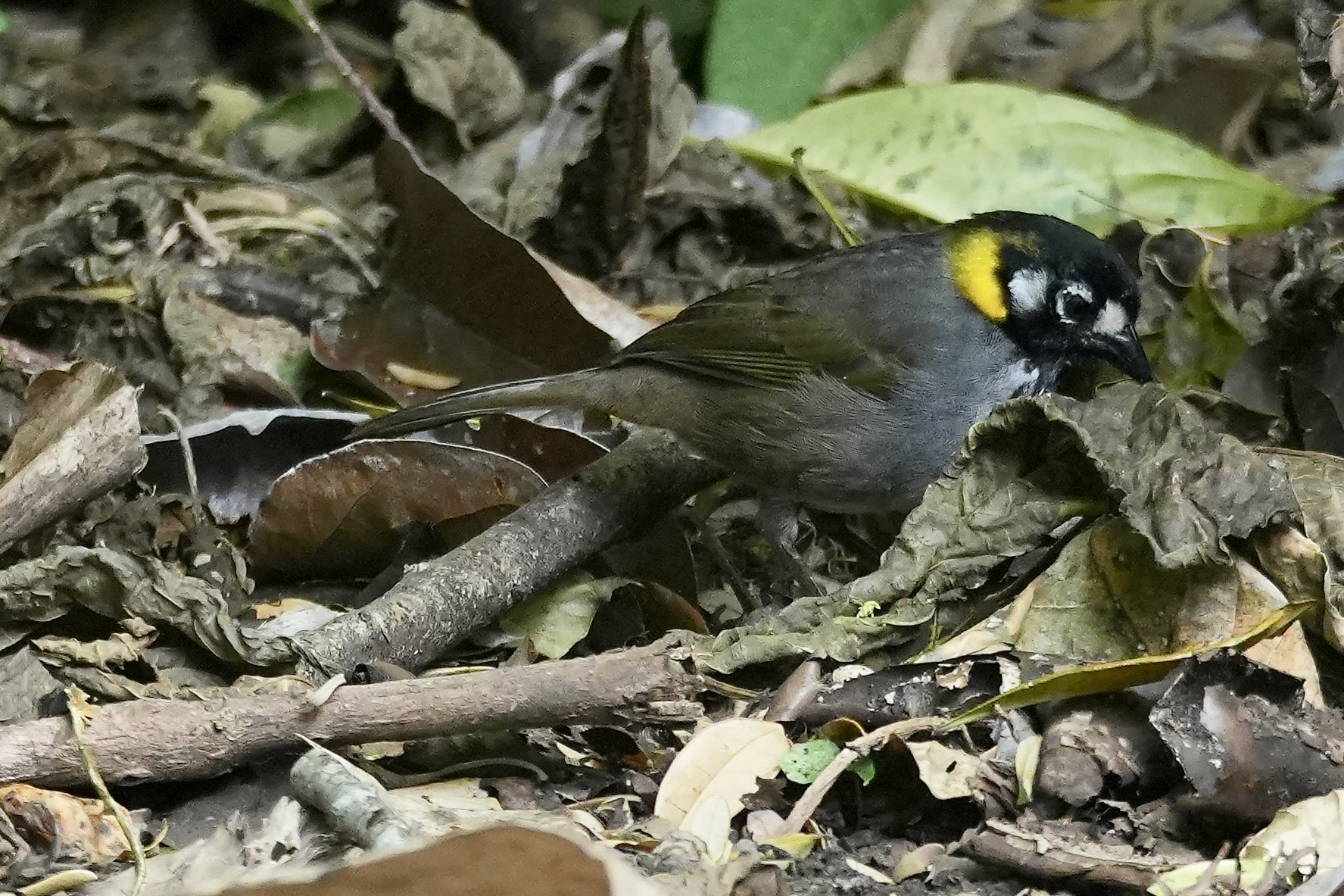 White-eared Ground Sparrow (Melozone leucotis), photo 2
