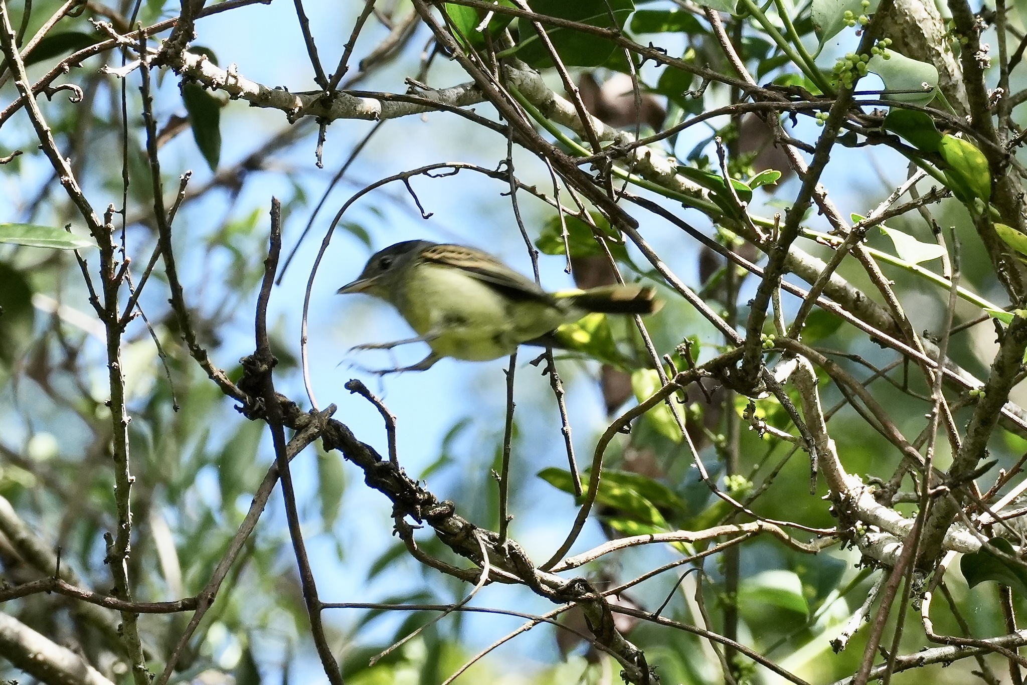 White-winged Becard (Pachyramphus polychopterus), photo 7