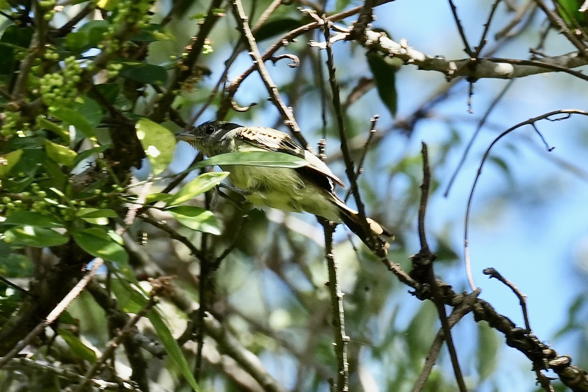 White-winged Becard (Pachyramphus polychopterus), photo 6