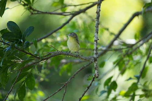 Philadelphia Vireo (Vireo philadelphicus), photo 10