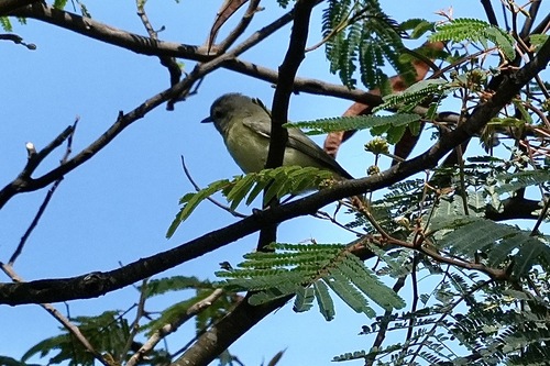 Philadelphia Vireo (Vireo philadelphicus), photo 1