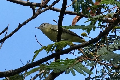 Philadelphia Vireo (Vireo philadelphicus), photo 2