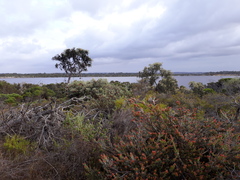 Banksia speciosa