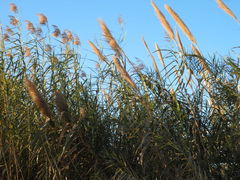 Phragmites australis berlandieri