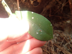 Syzygium paniculatum