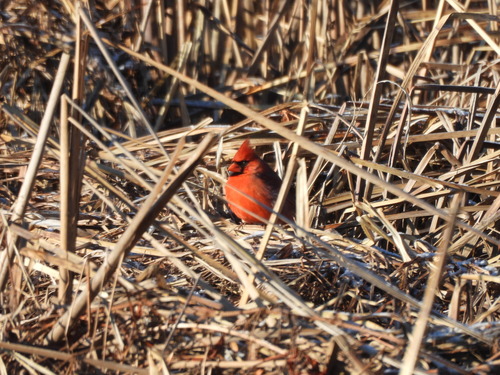 Northern Cardinal