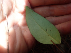 Syzygium paniculatum