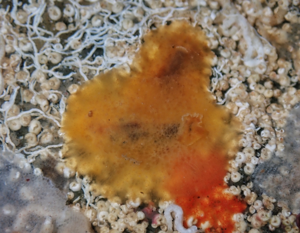 Geitodoris mavis
