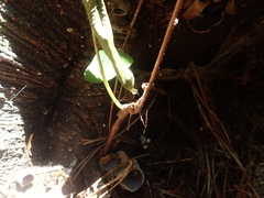 Syzygium paniculatum