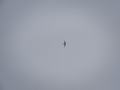 Fork-tailed Palm Swift (Tachornis squamata), photo 1