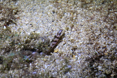 Gymnothorax gracilicauda observed 2026-01-17