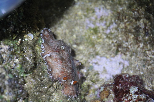 Platydoris formosa, 2026-01-17