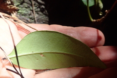 Syzygium paniculatum