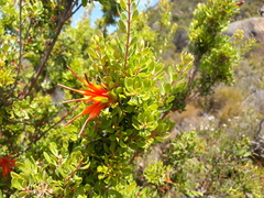Lambertia inermis