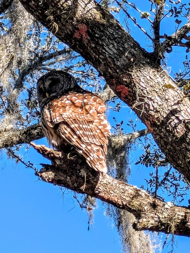 View observation of {o.common_name} on iNaturalist