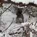 Eastern Gray Squirrel from Peace Valley Park, Doylestown, PA, US on January 19, 2026 at 03:06 PM by strifeyyeah
