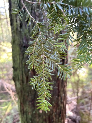 western hemlock