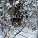 White-tailed Deer from Peace Valley Park, Doylestown, PA, US on January 19, 2026 at 03:01 PM by strifeyyeah