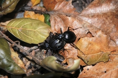 Scaphinotus striatopunctatus