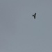Cooper's Hawk from Peace Valley Park, Doylestown, PA, US on January 19, 2026 at 01:58 PM by strifeyyeah