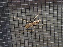 Erioptera graphica