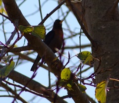 Turdus rufitorques