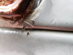 Sminthurinus quadrimaculatus