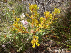 Banksia obovata