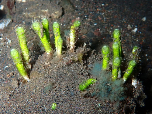 Neomeris annulata observed 2025-06-30