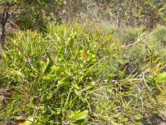 Hakea trifurcata
