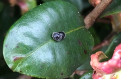 Rhyzobius forestieri