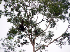 Pongo pygmaeus morio
