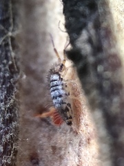 Entomobrya atrocincta