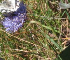 Sheep's-bit (Jasione montana)