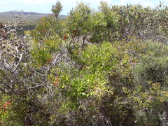 Hakea trifurcata