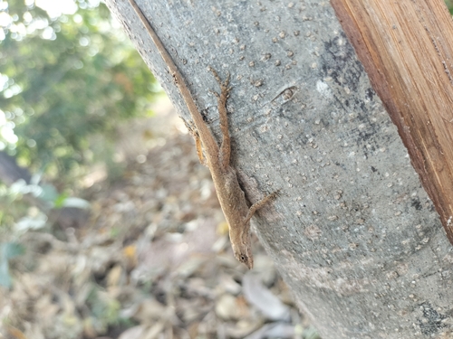 Clouded Anole, Anolis nebulosus